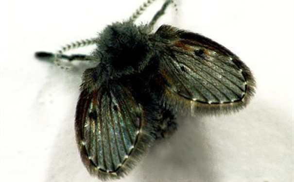 飛蛾防治