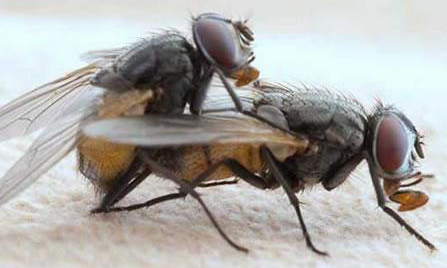 蠅類防治